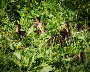 Pretty duckling on the lake