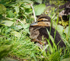 Pretty duckling on the lake