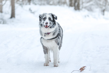 The portrait of a cute australian shepherd during winter. 