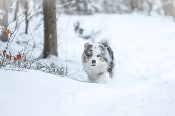 A picture of running australian shepherd during winter. He really enjoys this. 