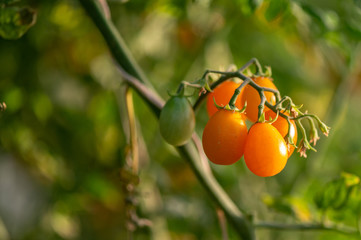 Ripe orange and green cherry tomatoes in garden