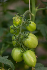 Green cherry tomatoes in the garden