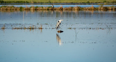 Heron standing in the middle of the lagoon