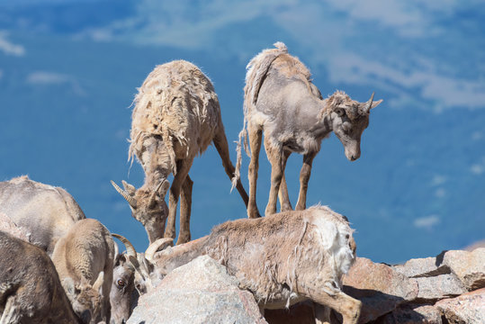 Wild Colorado Rocky Mountain Bighorn Sheep