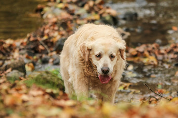 A picture of the old Labrador retriever dog. She is tired, looks sad, but inside she is happy to be outside. 