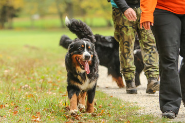 A picture of the adult Bernese Mountain Dog during the walk in the autumn nature. He enjoys this while he&acute;s among the people and other dogs. 