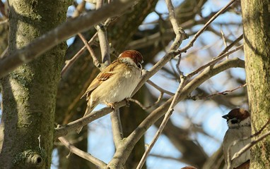 Sparrow on a tree branch in the garden in winter season, closeup