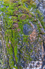 Pattern and texture on tree trunks