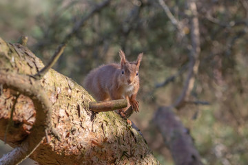 Red Squirrel, Sciurus vulgaris, climbing hiding, searching, itching on the branches of a birch and pine tree in a forest in Scotland during winter.