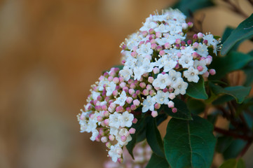 Pattern and texture in small flowers