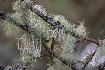 old mans beard, lichen, usnea, growing in a bunch on the branch of a birch tree within a Scottish pine forest during winter.