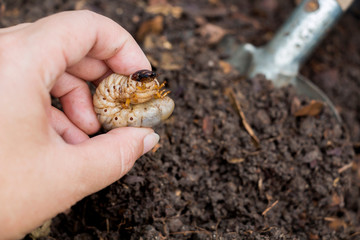 Grub Worms or Rhinoceros Beetle grow in soil on female hands's farmer which agriculture gardening. Worm insects for eating as food it is good source of protein edible. Entomophagy concept.
