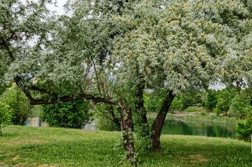 Springtime with small flowering White willow or Salix alba tree of a shore  lake a residential district Drujba, Sofia, Bulgaria