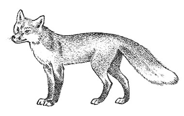 Red fox, Wild animal. Symbol of the north and the forest. Vintage monochrome style. Predator in Europe. Engraved hand drawn sketch for banner or label.