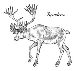 Forest Reindeer, Wild animal. Symbol of the north. Vintage monochrome style. Mammal in Europe. Engraved hand drawn sketch for banner or label.