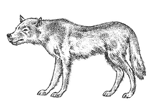 Gray wolf, Wild animal. Symbol of the north and the forest. Vintage monochrome style. Predator in Europe. Engraved hand drawn sketch for banner or label.