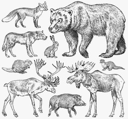Set of Wild animals. Brown Grizzly Bear Forest Moose Red Fox North Boar Wolf Sable Badger Gray Hare Reindeer River otter. Vintage monochrome Mammal and Predator in Europe. Engraved hand drawn sketch. - obrazy, fototapety, plakaty