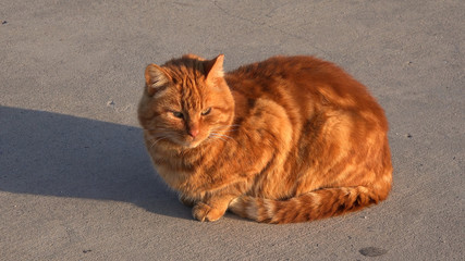 Ginger tabby cat sitting on the sidewalk