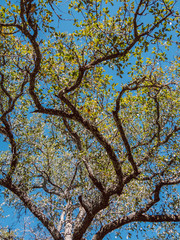 Texas Live Oak Tree in Spring