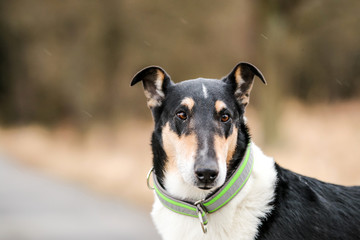 A portrait picture of the nice colored short haired collie. 