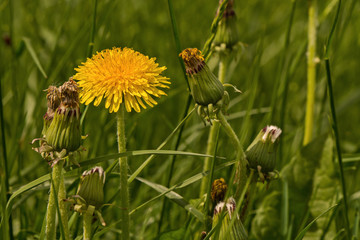 yellow dandelion flower in a green grass