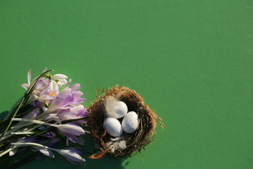 Osternest mit Krokussen auf grünem Hintergrund