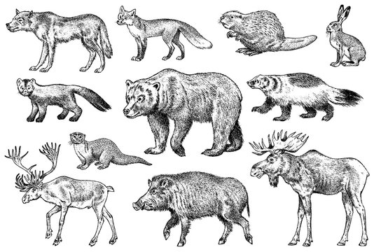 Set of Wild animals. Brown Grizzly Bear Forest Moose Red Fox North Boar Wolf Sable Badger Gray Hare Reindeer River otter. Vintage monochrome Mammal and Predator in Europe. Engraved hand drawn sketch.