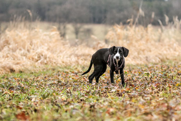 A portrait picture of a cute young crossbreed puppy. 