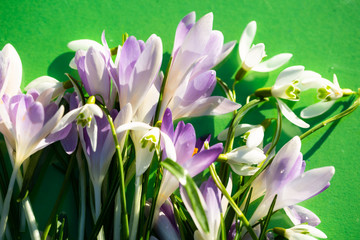 Frühlingserwachen, Krokusse auf grünem Hintergrund