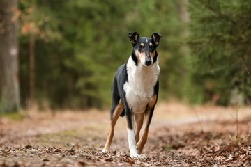A portrait picture of the nice colored short haired collie. 