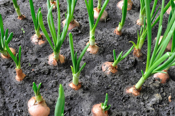 close-up of growing green onion in the vegetable garden, view from above