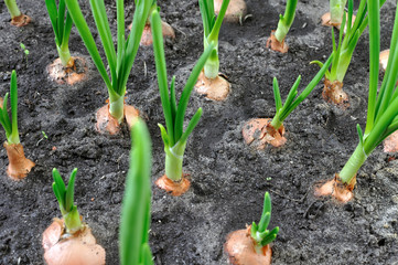 close-up of growing green onion in the vegetable garden, view from above
