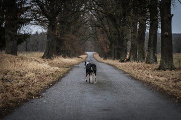 Fototapeta premium A lonely dog is walking away on the road through the alley during the rainy afternoon. 