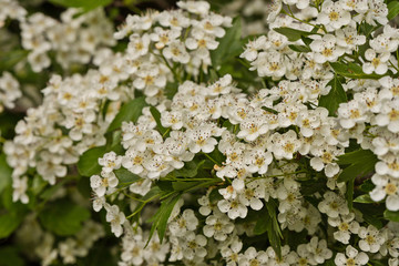 lots of white flowers and green leaves