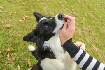 The young border collie puppy is sitting and giving up his front paws. He begs for a dainty from...