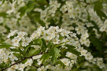 lots of white flowers and green leaves