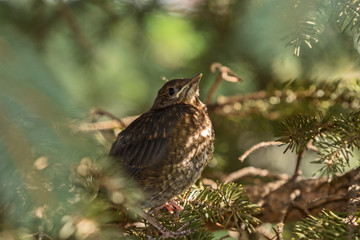 young thrush sitting in a tree crown