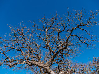 Texas Live Oak Tree