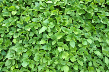 Texture of soybean plants