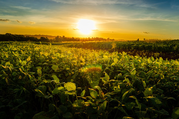 Green field of soy