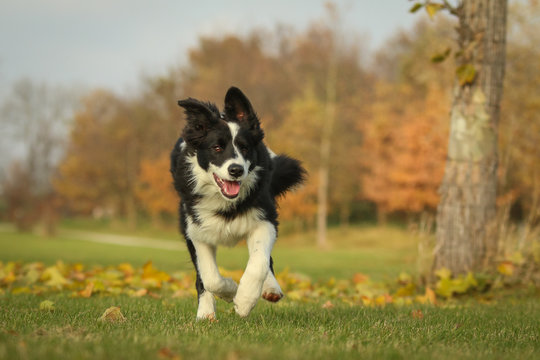 A picture of a young border collie puppy running on the autumn meadow between the fallen leaves. He enjoys the nature and is happy to be outside. 