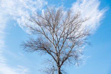 Tall Birch tree treetop (Plantae Magnoliophyta Magnoliopsida Fagales Betulaceae Betula) branches with beautiful blue sky background nature concept 