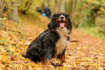 Naklejka na ściany i meble A picture of a Bernese Mountain Dog sitting in the leaves in the autumn forest. He looks happy and satisfied. 