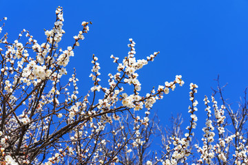 Flowering apple tree on the background of the blue sky with copy space.