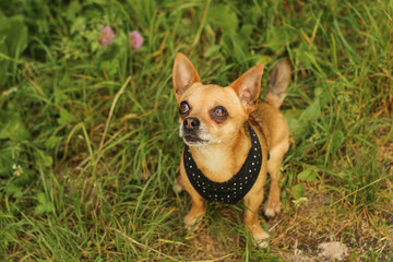 A portrait picture of the chihuahua dog during the walk in the nature.