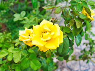 yellow rose in the garden