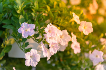 Fototapeta na wymiar Flowerbed with multicoloured petunias ,colourful petunia (Petunia hybrida) flowers