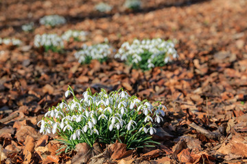 Vorboten des Frühlings: Üppige weisse Blütenteppiche von wilden Schneeglöckchen sprießen aus dem noch mit Herbstlaub bedeckten Waldboden (16)