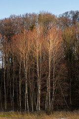 Fototapeta premium Birken im Frühjahr im Abendlicht
