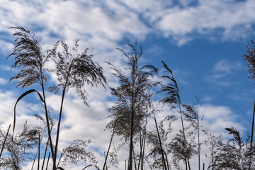 Fototapeta premium Schilf Rispen vor blau-weißem Himmel